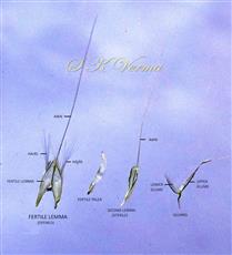  Parts of Spikelet